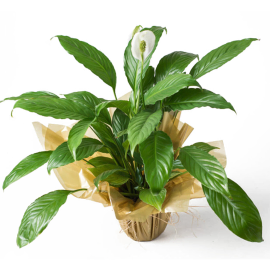 Potted Peace Lily