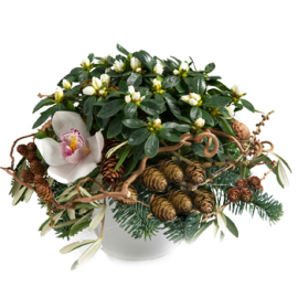 Holiday Azalea Arrangement