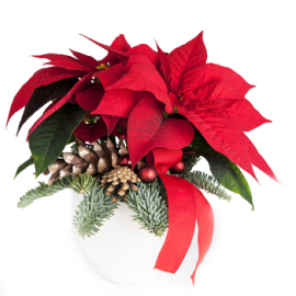 Poinsettia in a Vase