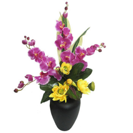 Purple-and-Yellow Passion