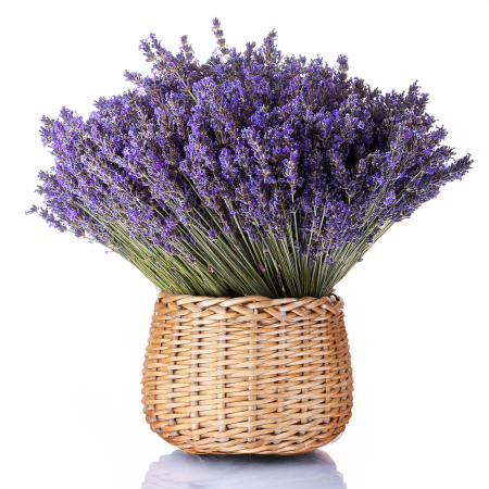 Grande buquê de lavanda