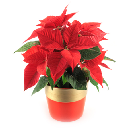 Planta Poinsettia