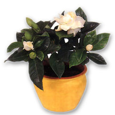Blooming Gardenia