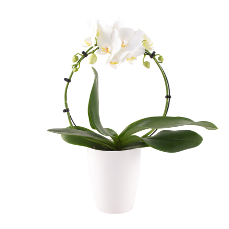 Display floral de sofisticação simples