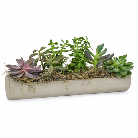 Suculentas impressionantes