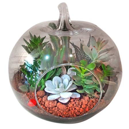 Terrário de vidro com cactos