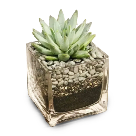 Cubo Suculento Minimalista