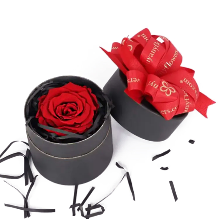 Rosa vermelha única