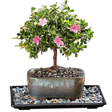 Planta Azalea Bonsai